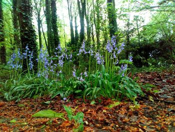 View of flowering plants in forest