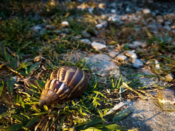 High angle view of snail on land