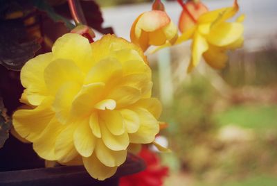 Close-up of yellow flowers blooming outdoors