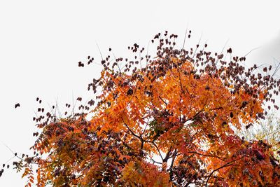 Close-up of birds flying against sky during autumn