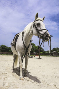 White horse in pen during sunny day