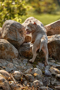 Close-up of dog looking away on rock