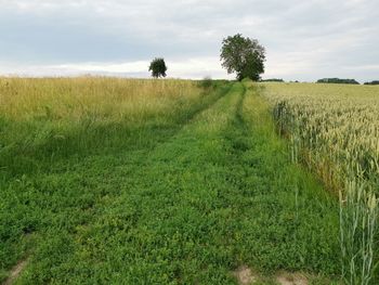 Scenic view of field against sky