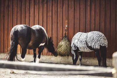 Horses drinking water