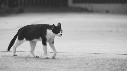 Dog walking on street