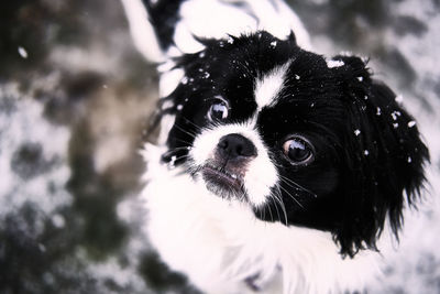 Pekingese puppy having fun in the snow .