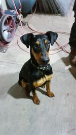 Close-up portrait of dog