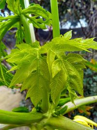 Close-up of fresh green leaves