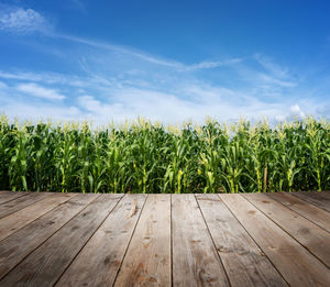 Crops growing on field against sky