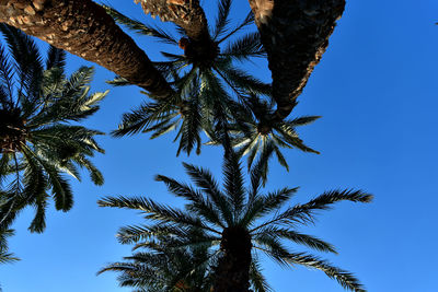 Low angle view of palm tree against clear blue sky