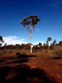 Tree on field against clear blue sky