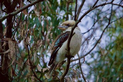 Low angle view of bird perching on branch