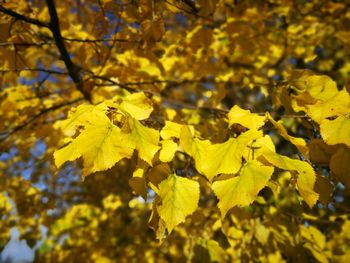 Close-up of yellow flowering plant during autumn