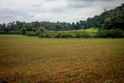 Scenic view of agricultural field against sky