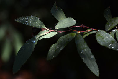 Close up of leaves