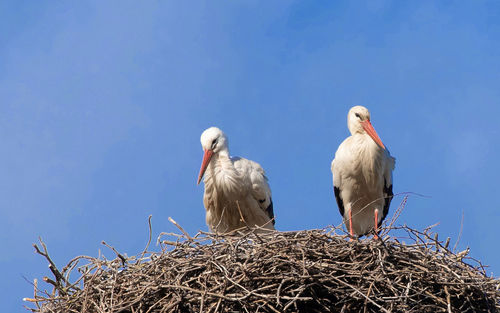 Birds perching on nest