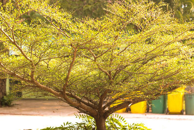 Tree against yellow sky