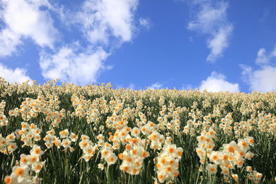 Close-up of flowers growing in field against sky