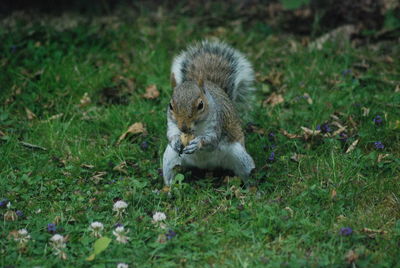 Squirrel on field