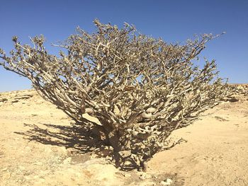 Tree against clear sky