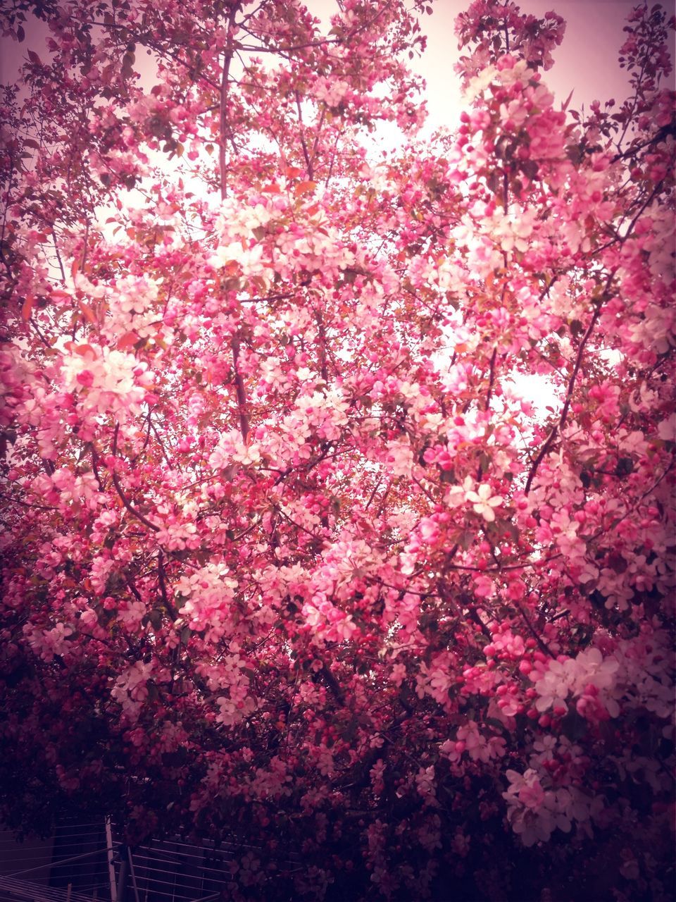 flower, tree, growth, pink color, freshness, beauty in nature, low angle view, nature, fragility, branch, blossom, blooming, in bloom, cherry blossom, day, pink, outdoors, petal, springtime, no people