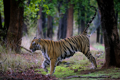 Side view of cat walking on field in forest