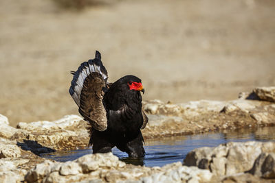 Bateleur Eagle