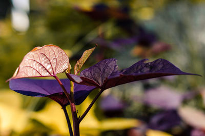 Close-up of dry leaves on plant