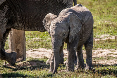 Elephant standing in grass