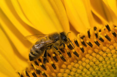 Close-up of bee pollinating on yellow flower