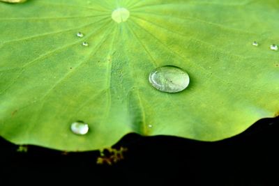 Close-up of water drops on leaves