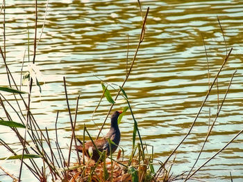 Close-up of duck swimming in lake