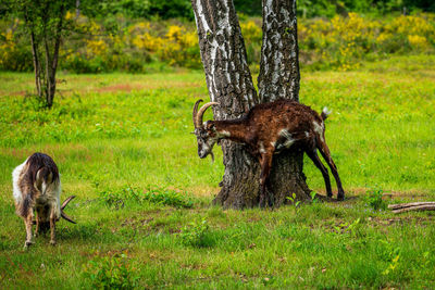 Goats grazing on the heath