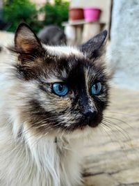 Close-up portrait of a cat