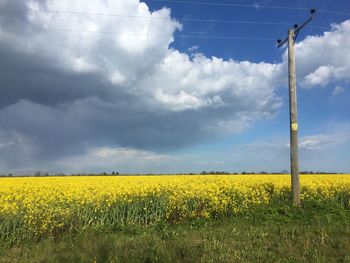 Scenic view of field against sky