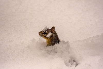 Chipmunk in spring buried with snow