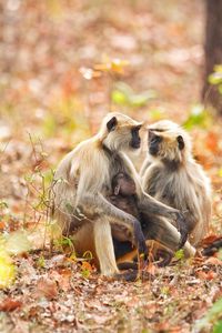 Monkeys in a field