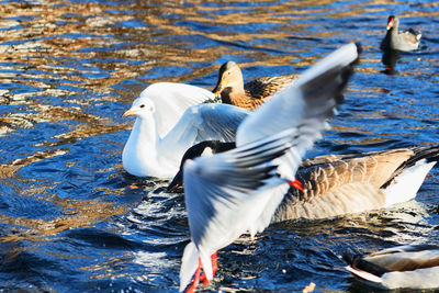 Seagulls flying over lake