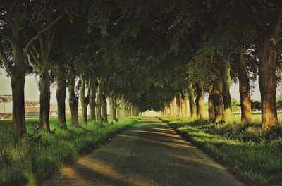 Pathway along trees in park