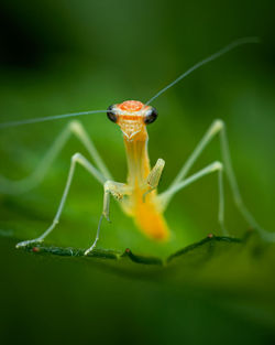 Close-up of insect on leaf