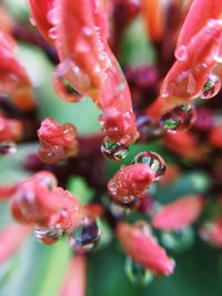 Close-up of red flower