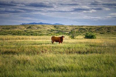 Horse in a field