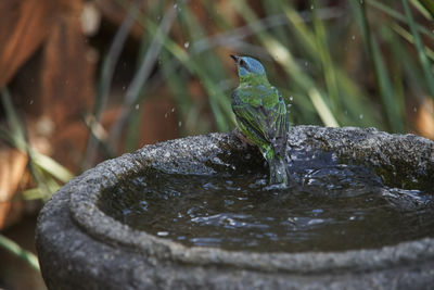 Close-up of water splashing in a fountain