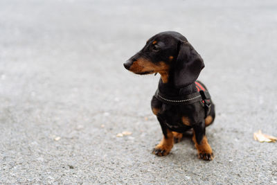 Portrait of black dog on road