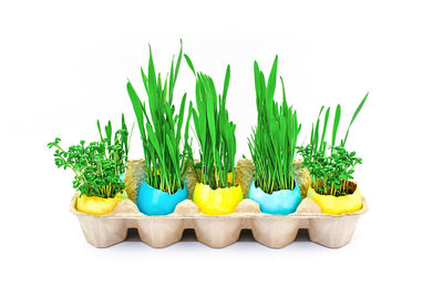 Close-up of potted plant against white background