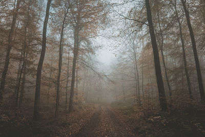 Trees in forest