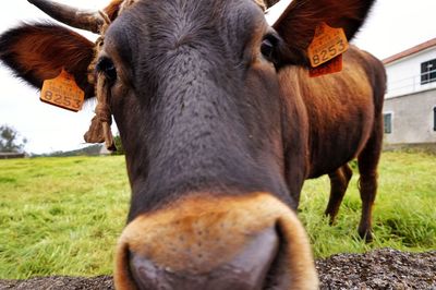 Close-up of cow