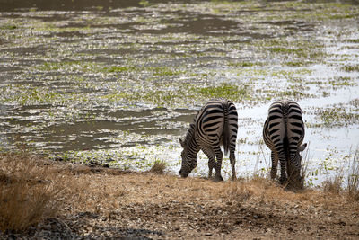 Two zebras in a lake