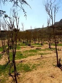 Trees on field against sky