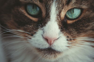 Close-up portrait of cat